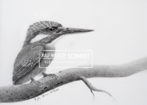 Eisvogel Ewald, Bleisiftzeichnung von Ralf Wilhelm Schmidt