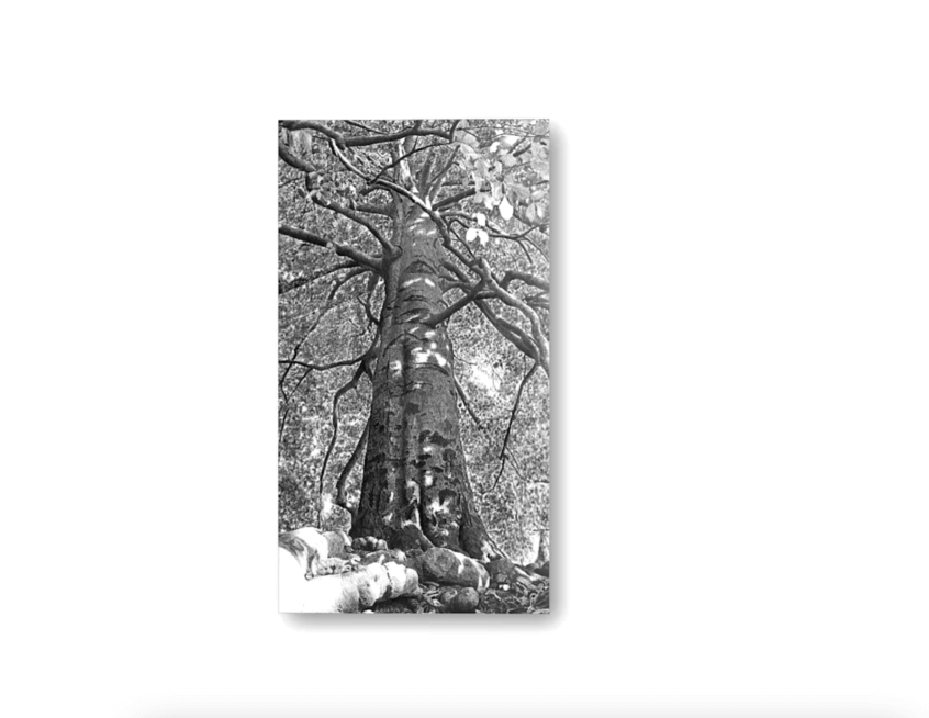 Baum Zeichnung "Empor", von Ralf Wilhelm Schmidt