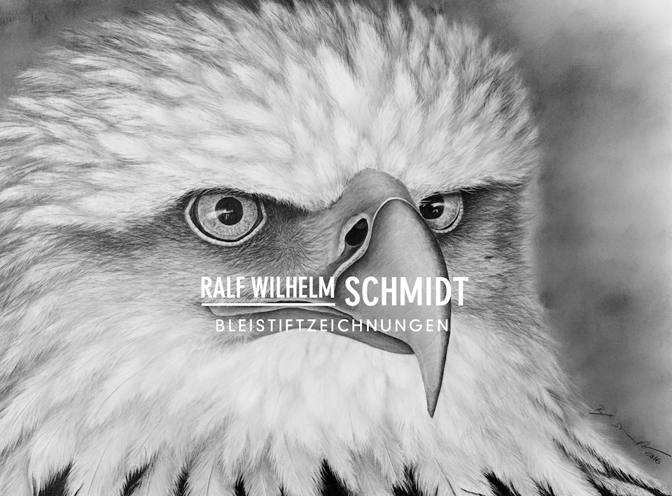 Weisskopfseeadler Bleisiftzeichnung von Ralf Wilhelm Schmidt