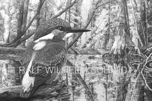Eisvogel-Zeichnung von Ralf Wilhelm Schmidt