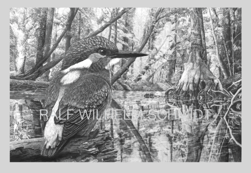 Eisvogel-Zeichnung von Ralf Wilhelm Schmidt