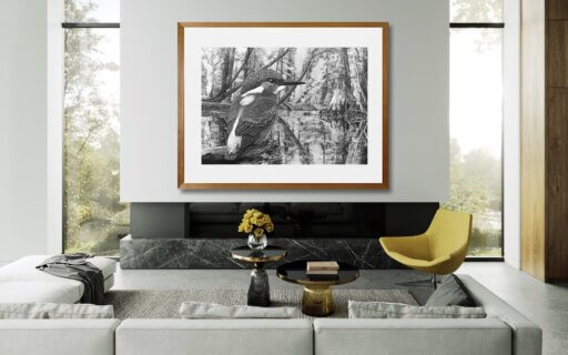 Eisvogel