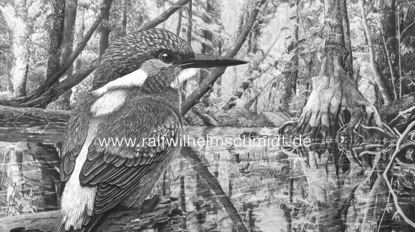 Eisvogel, Wandbild, Zeichnung