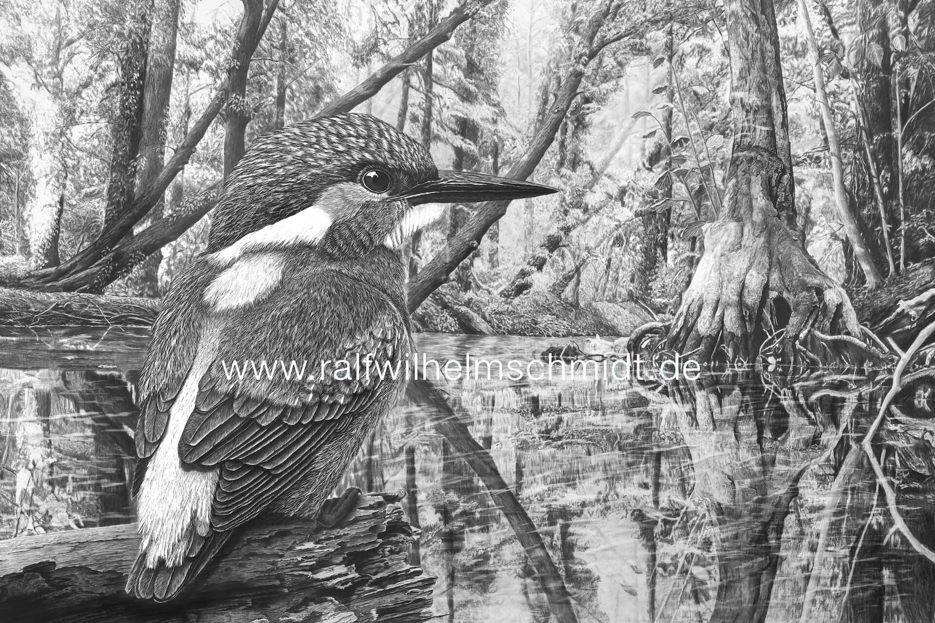 Eisvogel, Wandbild, Zeichnung