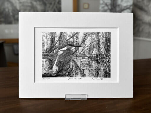 Eisvogel Zeichnung Kunstdruck