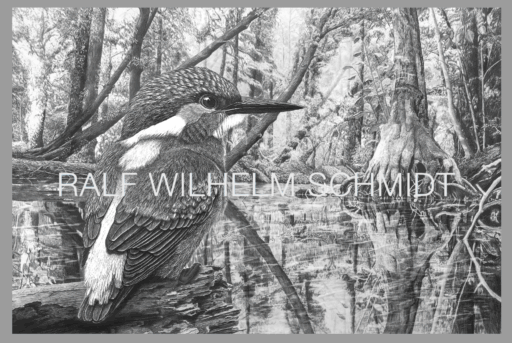 Eisvogel-Zeichnung von Ralf Wilhelm Schmidt
