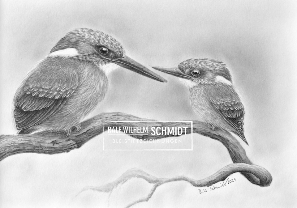 Eisvögel Zeichnung von Ralf Wilhelm Schmidt