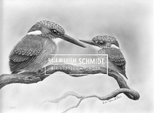Eisvogel Zeichnung von Ralf Wilhelm Schmidt