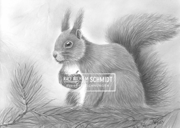Zeichnung Eichhörnchen, Eichi 3, von rws von Ralf Wilhelm Schmidt