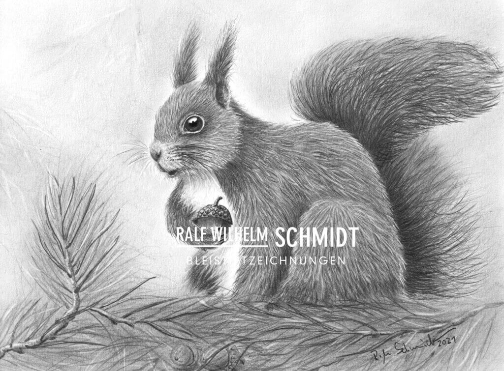 Eichhörnchen Zeichnung Bleistift
