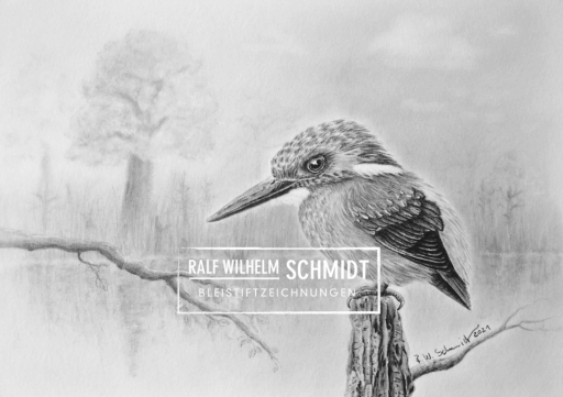 Eisvogel Clemens Zeichnung von Ralf Wilhelm Schmidt