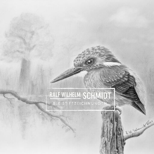 Eisvogel Clemens Zeichnung von Ralf Wilhelm Schmidt