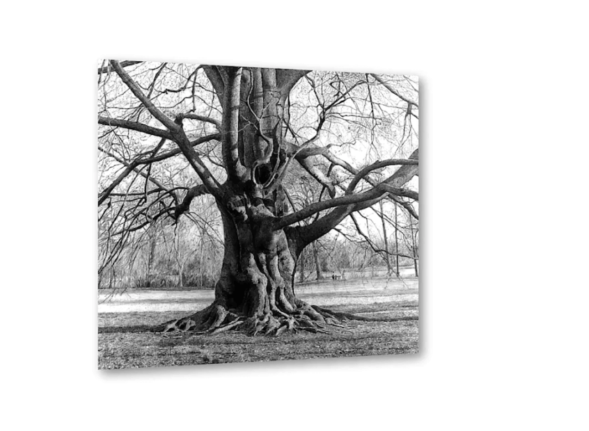 Zeichnung Baum von Ralf Wilhelm Schmidt