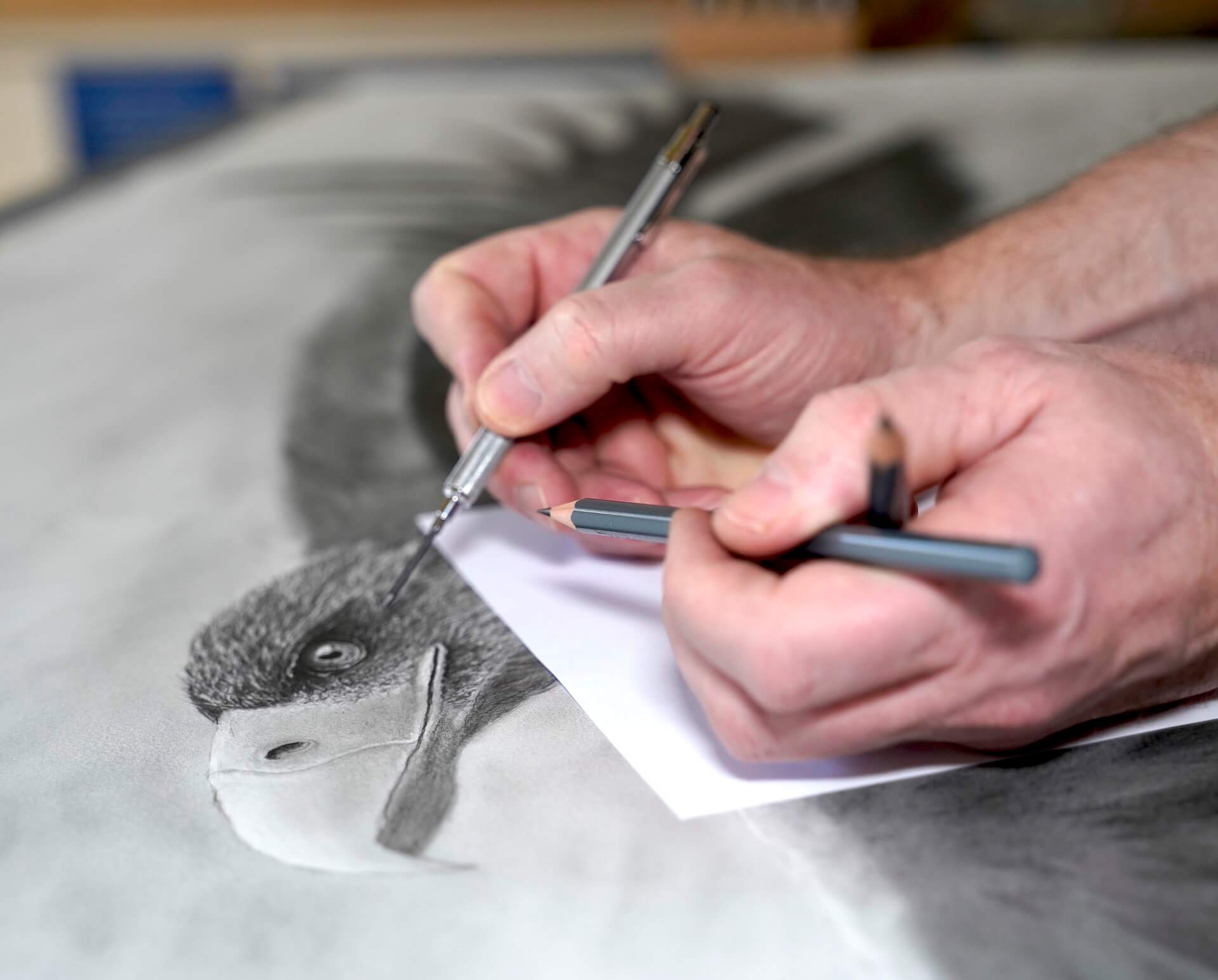 Adler Zeichnen lernen