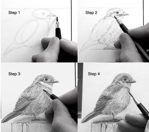 Vogel zeichnen lernen