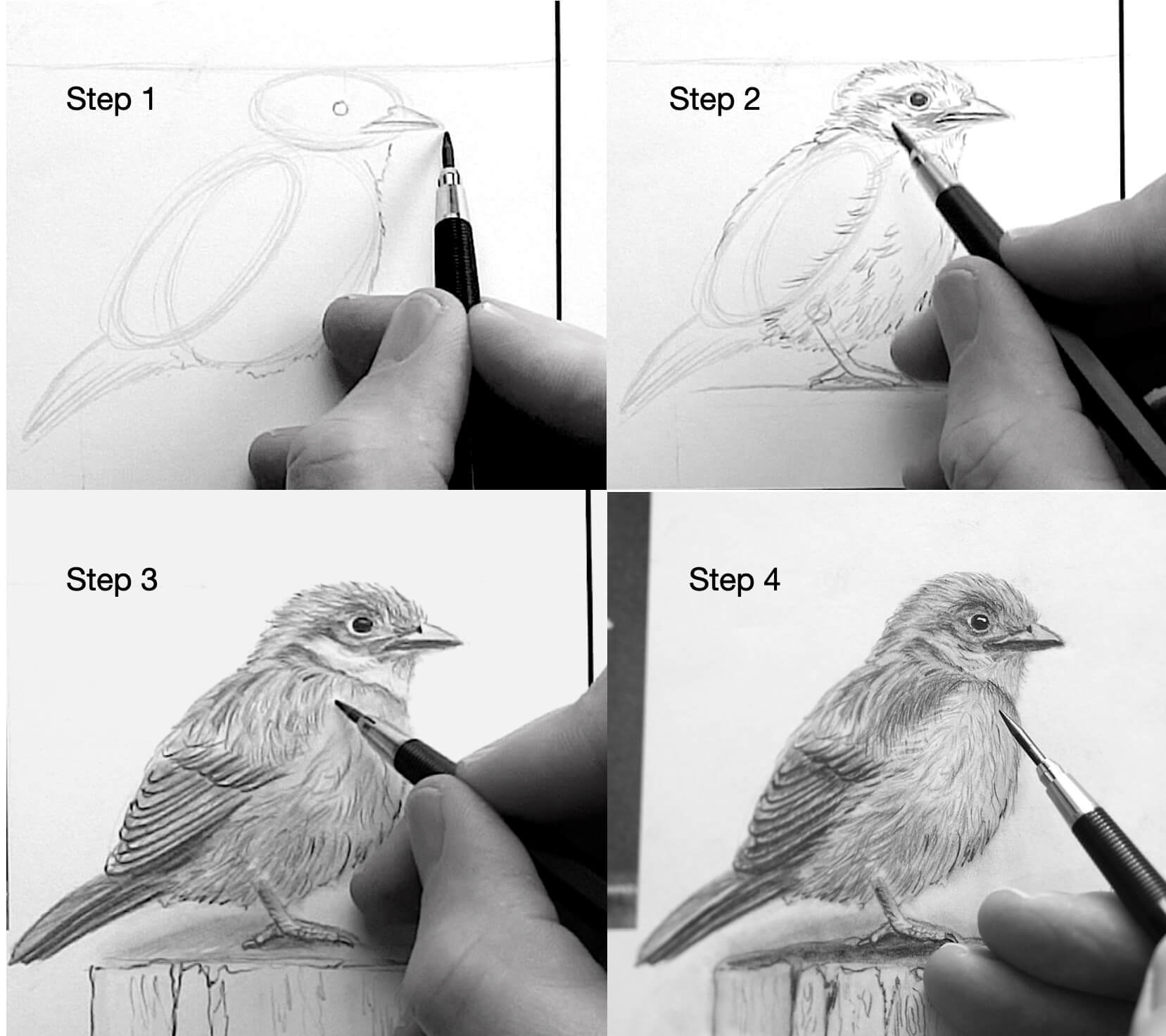 Vögel zeichnen lernen "Vom Anfänger zum Meister" der Online Zeichenkurs von Ralf Wilhelm Schmidt 
