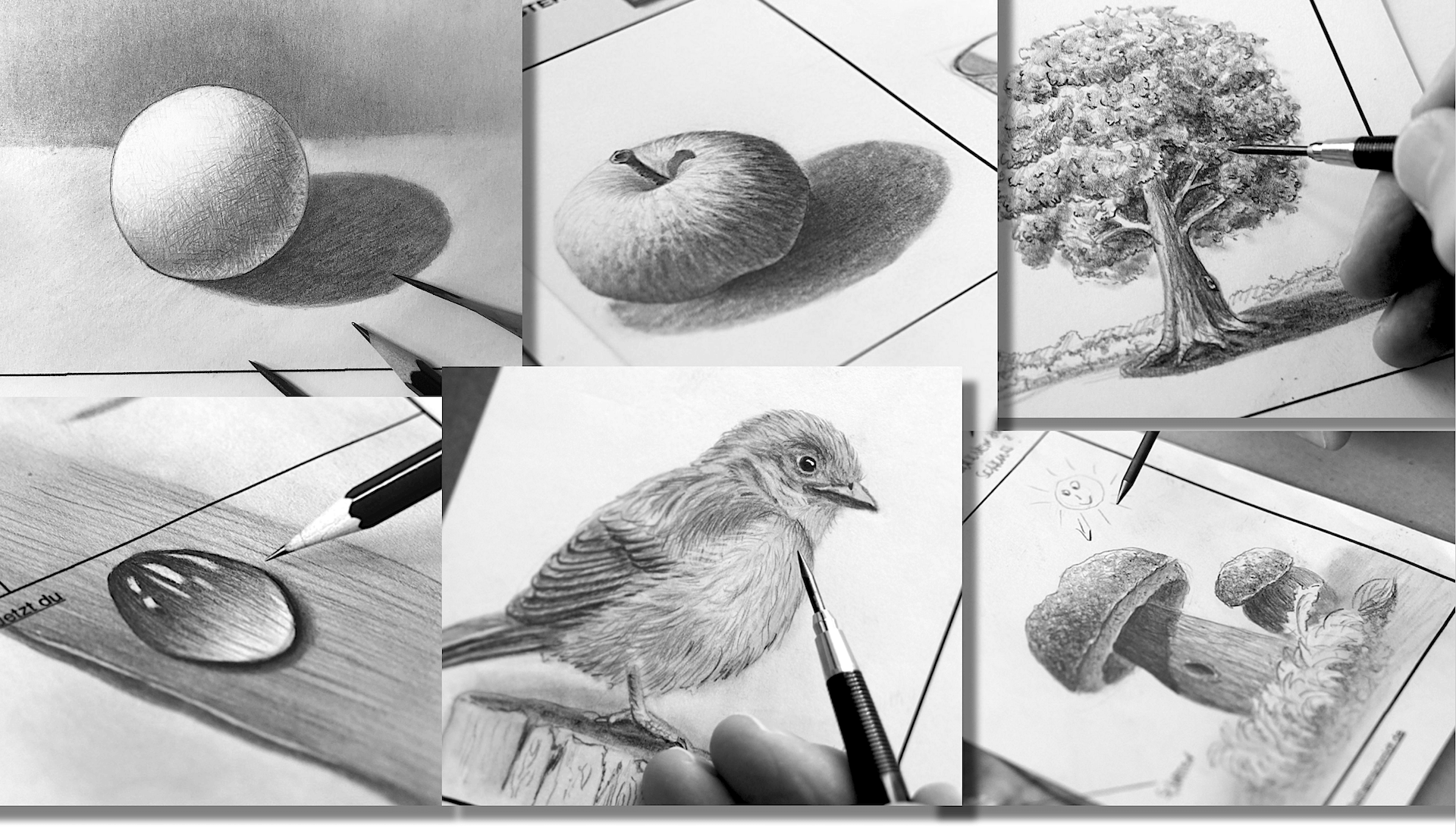Vogel Zeichnen lernen "Vom Anfänger zum Meister" der Online Zeichenkurs 
