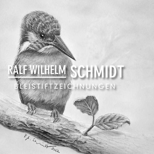Eisvogel VI, Bleistiftzeichnung von Ralf Wilhelm Schmidt