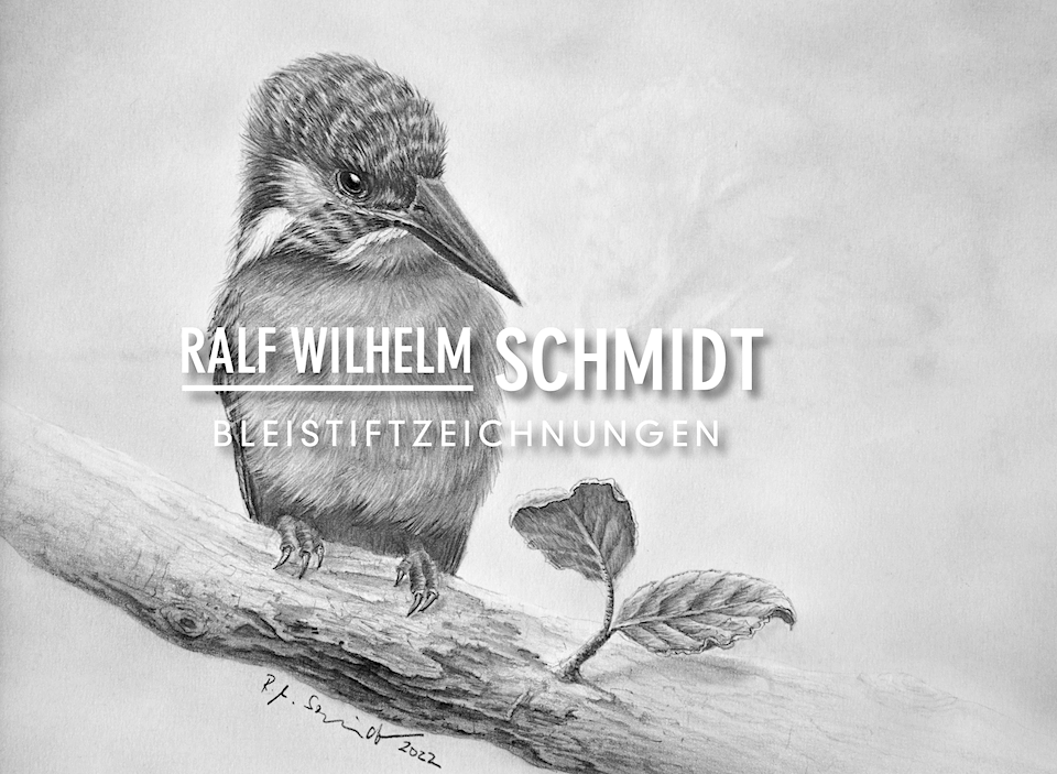Eisvogel VI, Bleistiftzeichnung von Ralf Wilhelm Schmidt