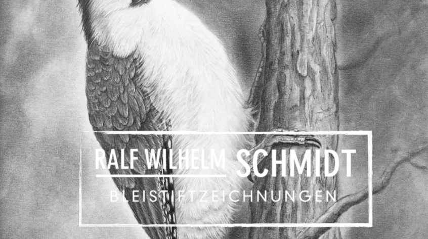 Grünspecht Zeichnung von Ralf Wilhelm Schmidt
