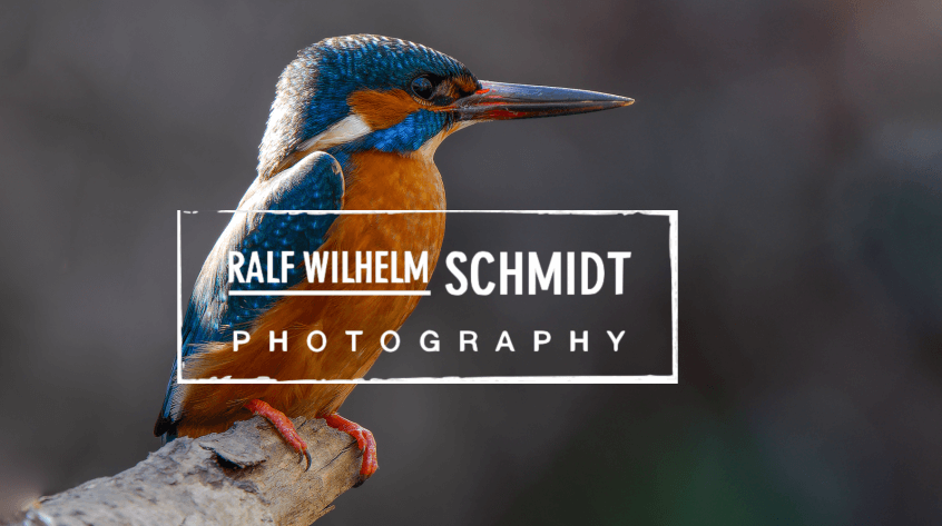 Eisvogel Fotografie