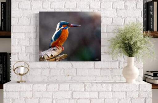 Eisvogel Porträt Kunstwerk