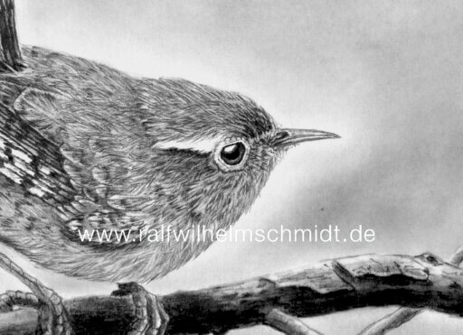 Zaunkönig Zeichnung