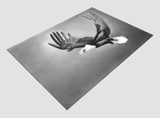 König, Weißkopfseeadler