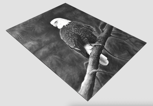 Weißkopfseeadler Zeichnung