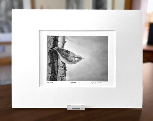 Kleiber Zeichnung Fine Art Print