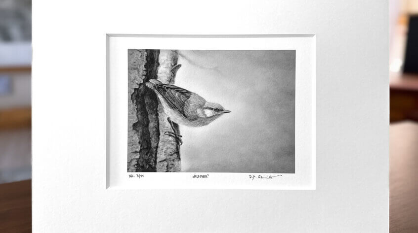 Kleiber Zeichnung Fine Art Print
