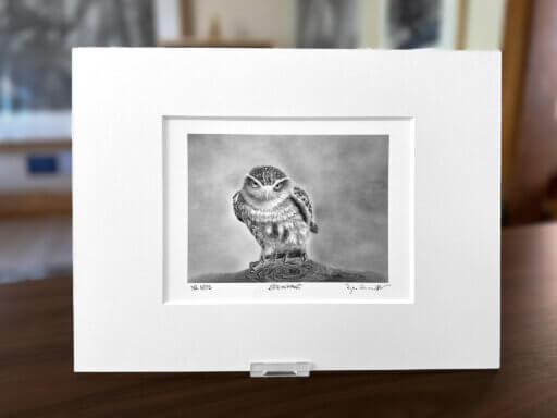Steinkauz Zeichnung Fine Art Print