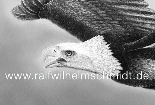 Weißkopfseeadler Zeichnung