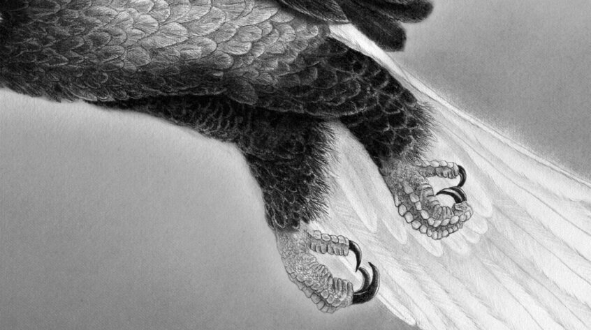 König Weißkopfseeadler
