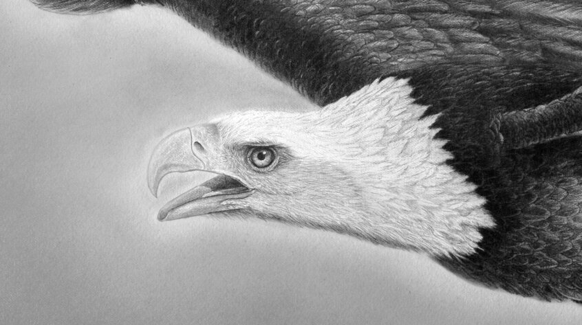König Weißkopfseeadler