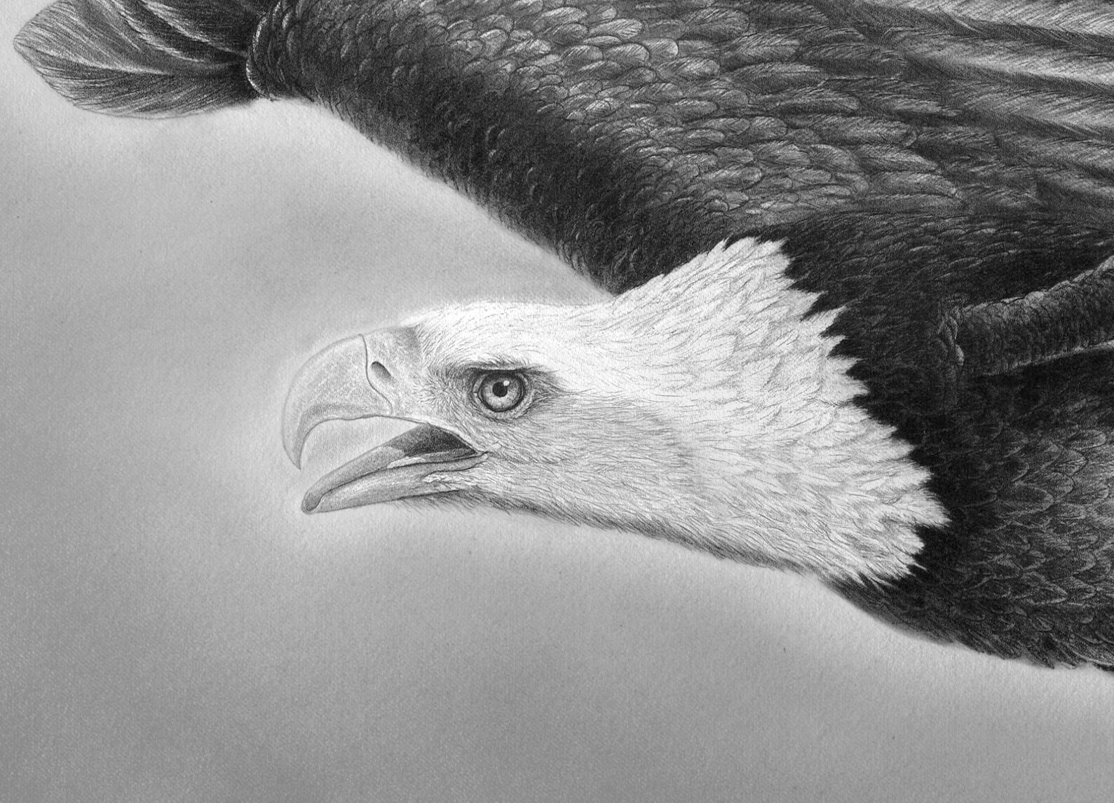 König Weißkopfseeadler