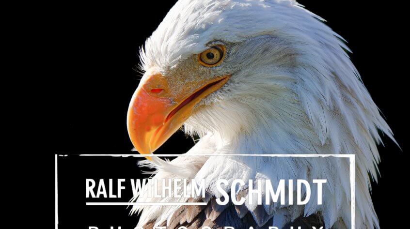 Weisskopfseeadler Fotografie Kopf
