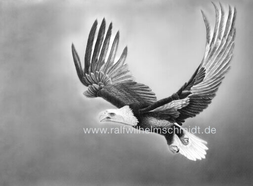Weißkopfseeadler, Wandbild, Zeichnung