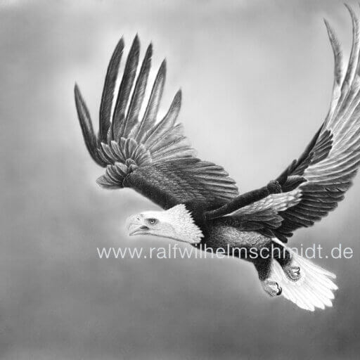 Weißkopfseeadler, Wandbild, Zeichnung
