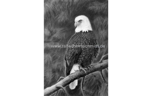 Weißkopfseeadler Zeichnung