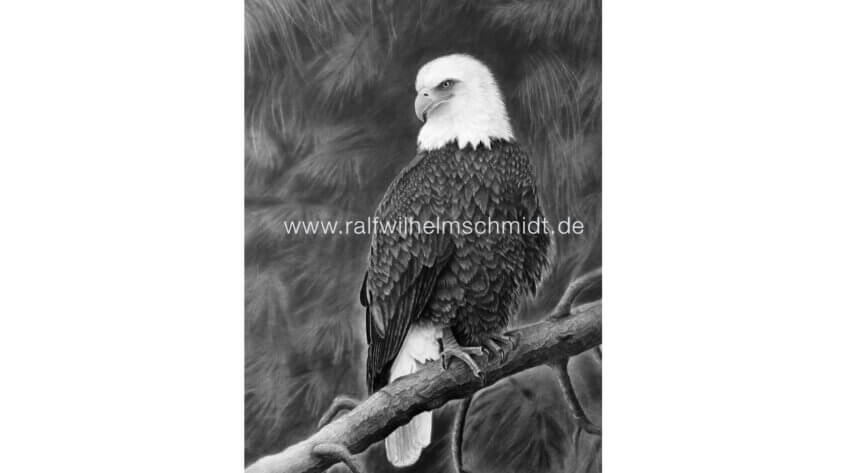 Weißkopfseeadler Zeichnung