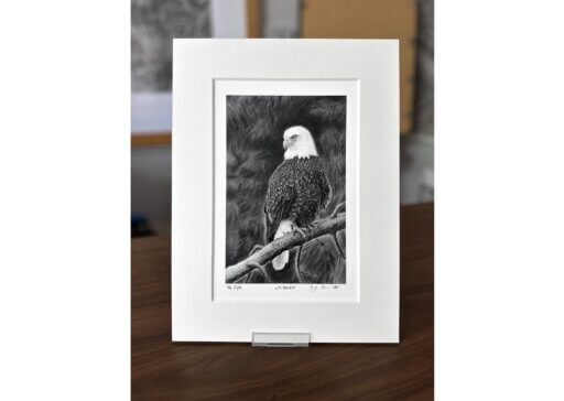 Weißkopfseeadler Zeichnung