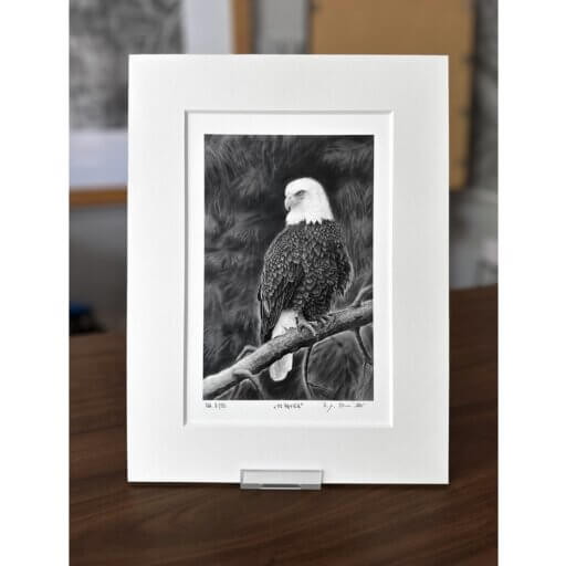 Weißkopfseeadler Zeichnung