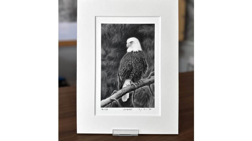 Weißkopfseeadler Zeichnung