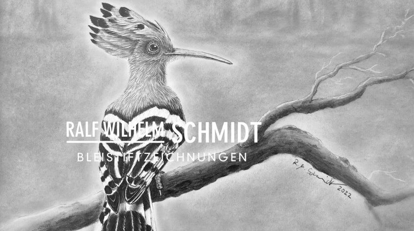 Wiedehopf Zeichnung