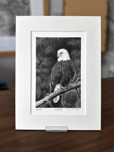 Weißkopfseeadler Zeichnung