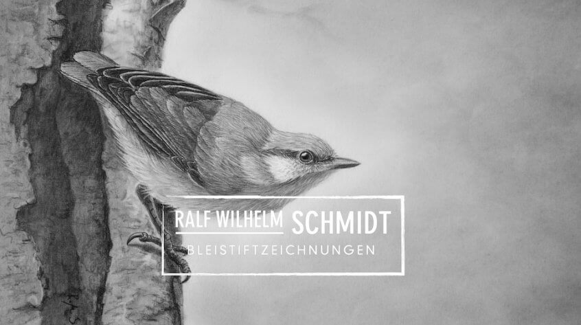Zaunkönig Zeichnung