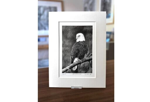 Weißkopfseeadler Zeichnung