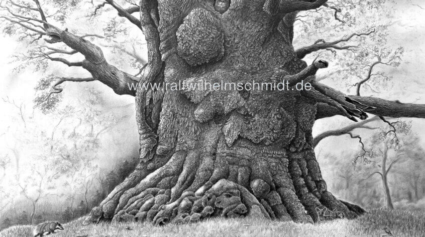 Eiche-Zeichnung von Ralf Wilhelm Schmidt