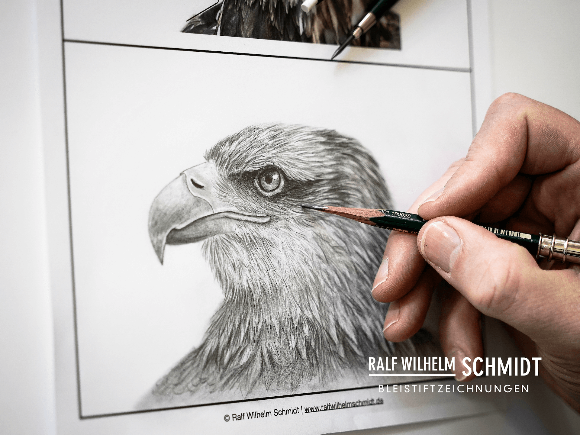 Adler realistisch zeichnen, Vögel